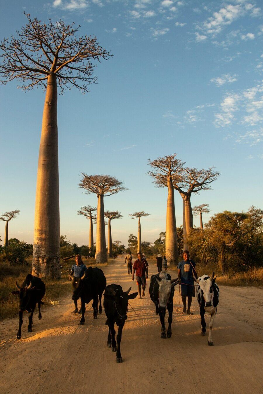 Allée des baobabs, Madagascar